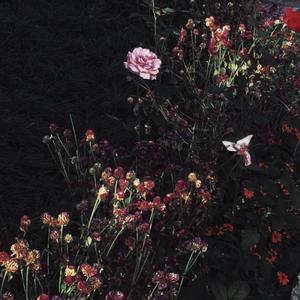 黄电影免费高清观看
